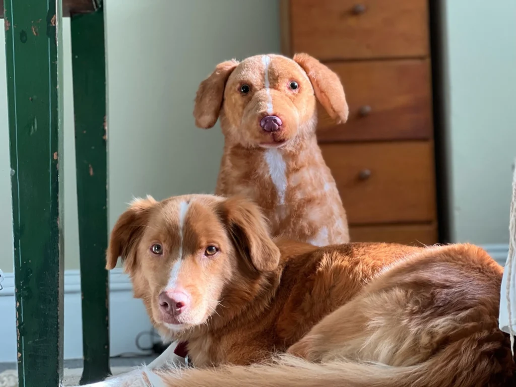 Indy protagonista de Good Boy